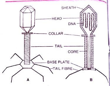 Structure of bacteriophage